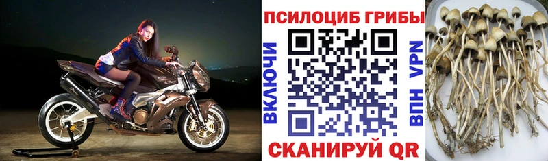 Псилоцибиновые грибы Magic Shrooms  Купить где  Чернушка 